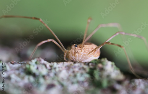 Opiliones spider