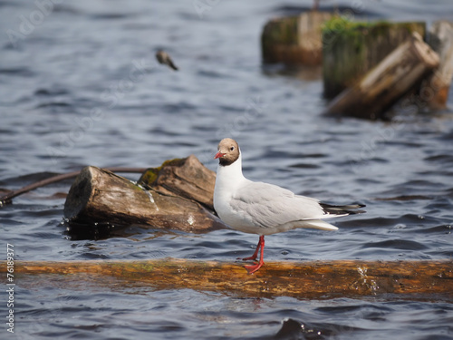 Fotografie gulls on the lake