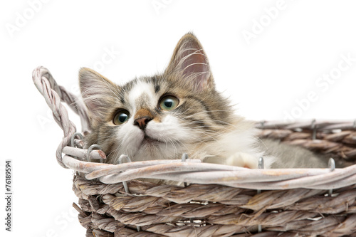 fluffy kitten lying in a basket on a white background