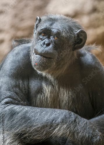 Fotografering Portrait of a chimpanzee. Canary Islands , Tenerife, Lora Park Z