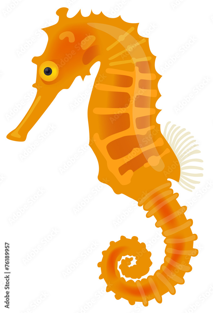 Fototapeta premium Vector illustration of a sea horse