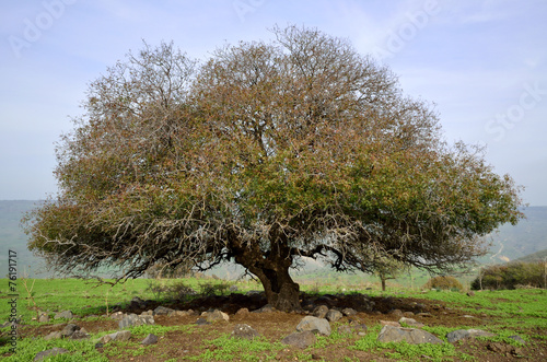 Branched Oak tree, Golan Heights.