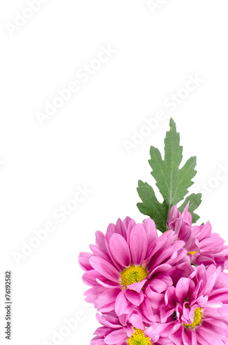 Pink flowers background