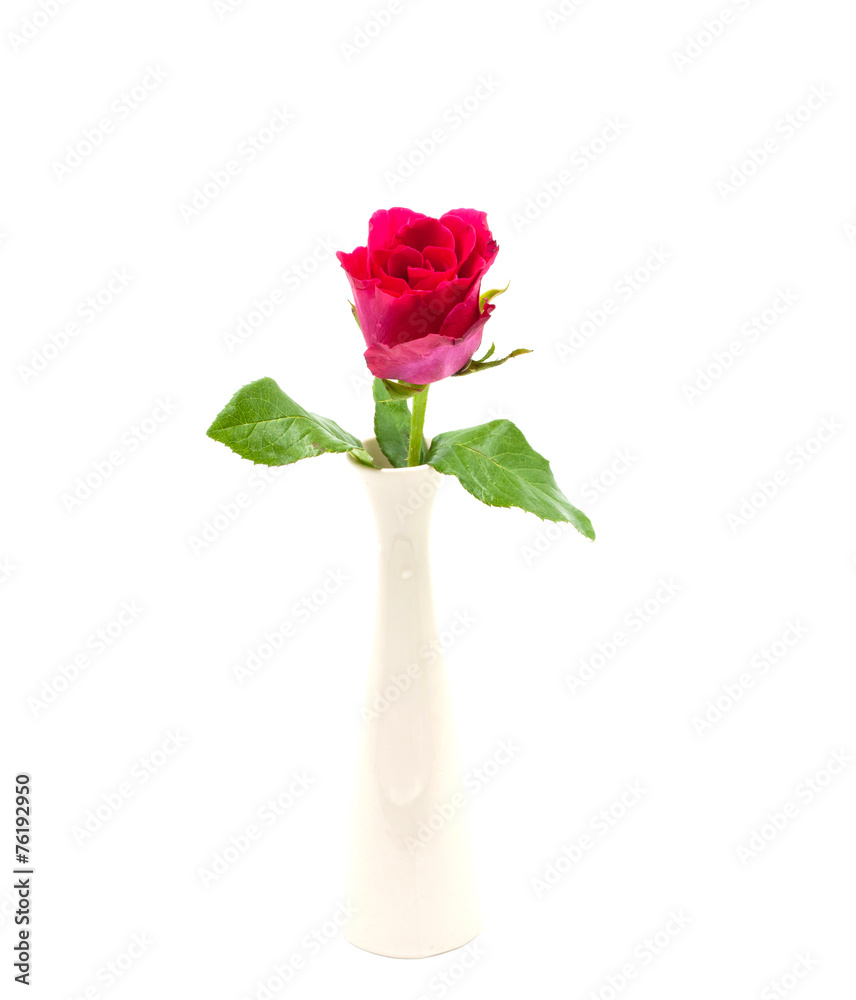 Obraz premium Red Rose in Vase isolated over white