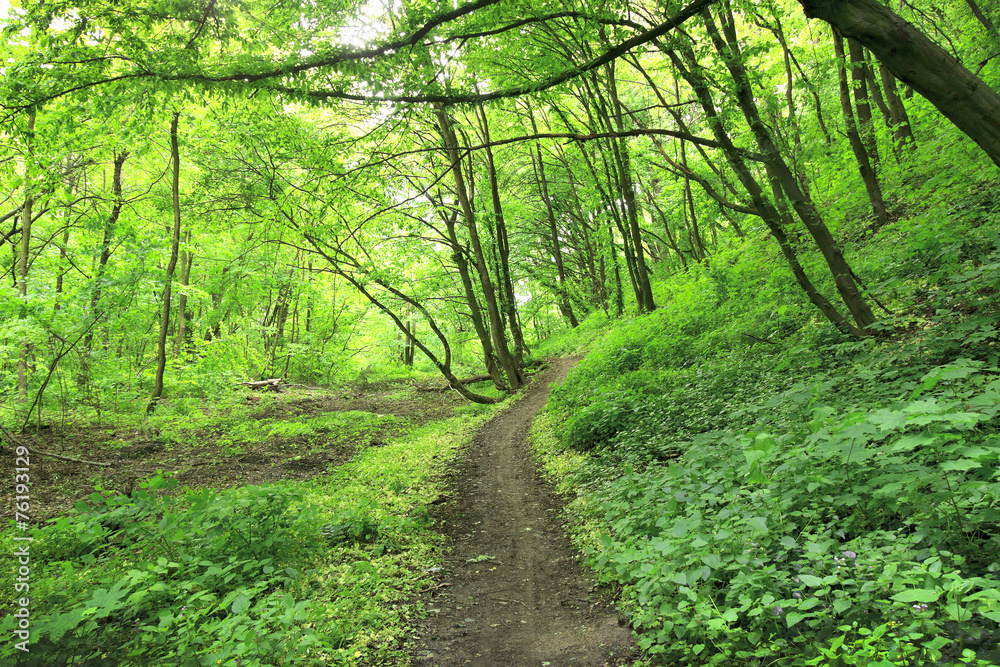 Obraz premium Forest