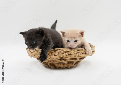 kitten on a white background © pkproject