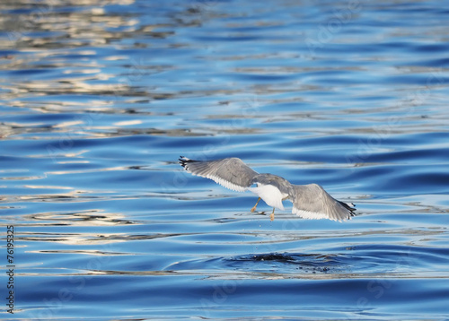 Gull on the lake