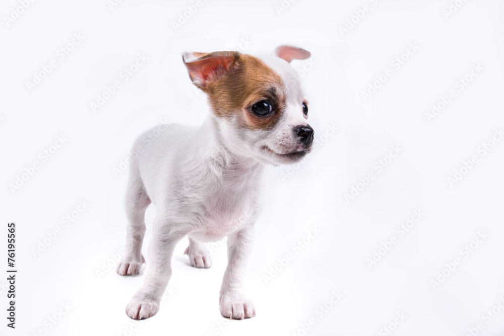 cute chihuahua puppy looking to the right