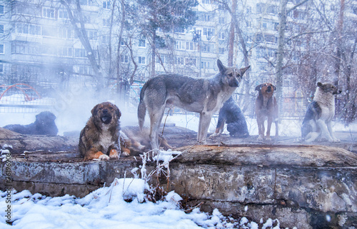 Homeless dogs in winter photo