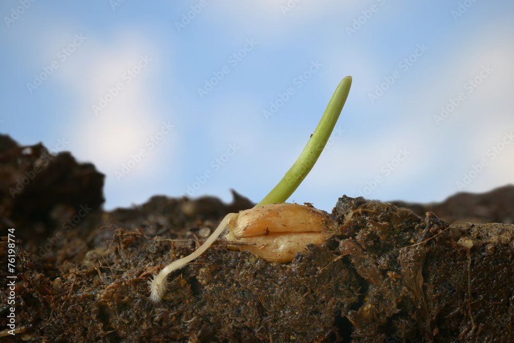 Naklejka premium Weizenkeimling