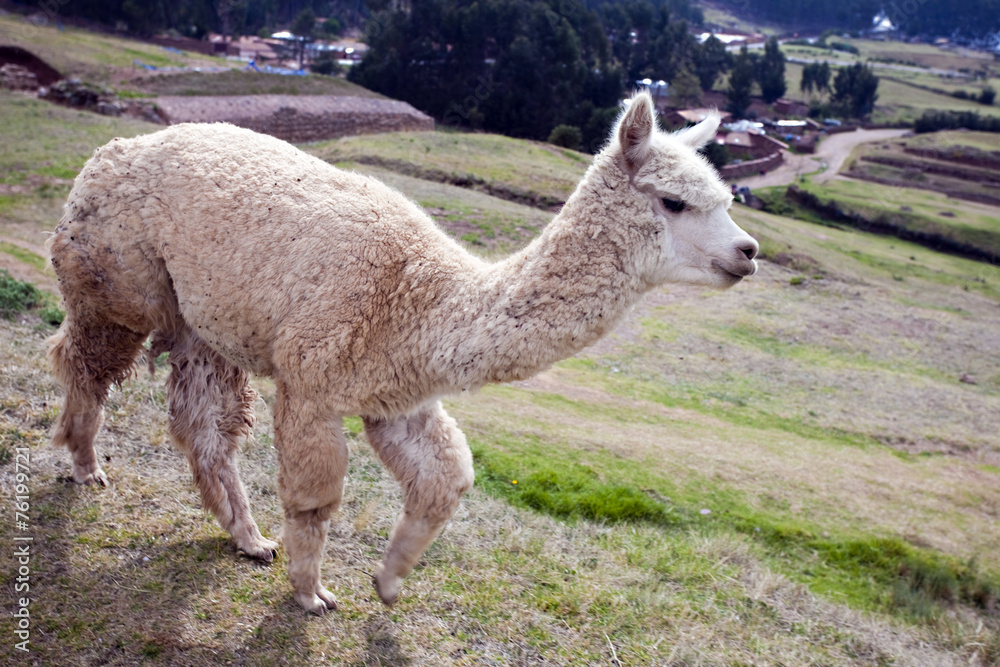 Alpaca in Perù mentre attraversano