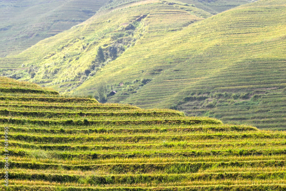 Fototapeta premium Rice terraced in Northern Vietnam