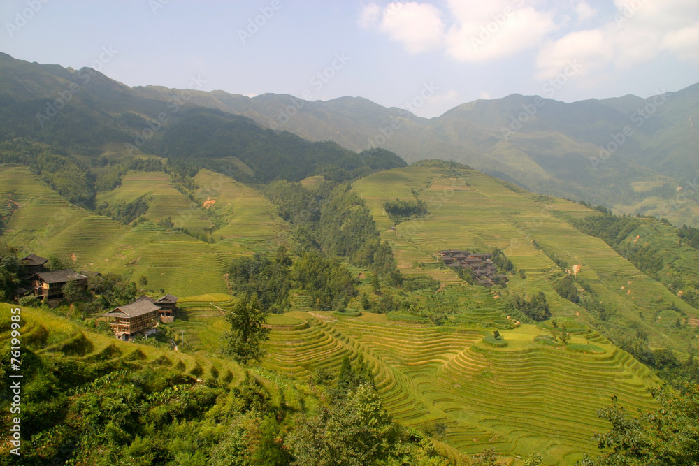 Rice terraced in Northern Vietnam