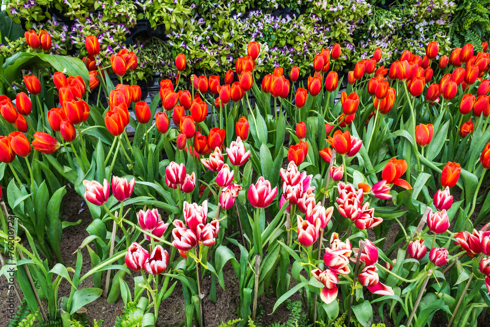 Flower bed of multi color tulips.