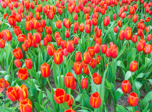 Flower bed of multicolor tulips on day time.