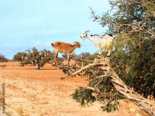 Moroccan goats © Maciej Czekajewski