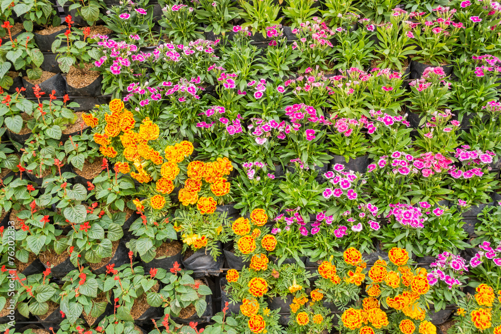 Various color flower background wall Various color flower background wall