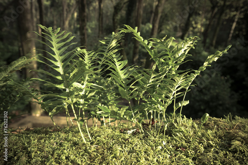 Fern leaves in a clearing in the forest. Toned