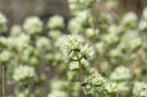 Flowers of Thymus mastichina