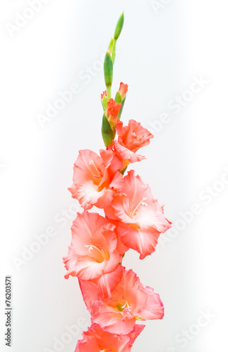 Studio Shot of pink Colored Gladiolus Isolated on White Backgrou