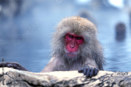 Bathing Snow Monkey © renescharli