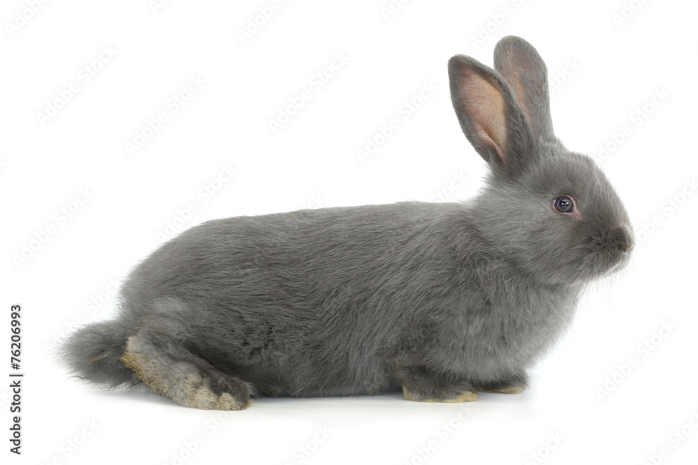 Obraz premium gray rabbit