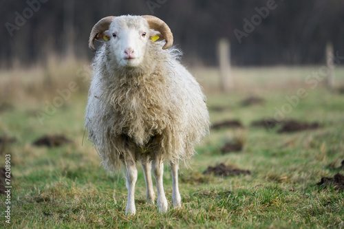 Heidschnucke auf der Weide photo