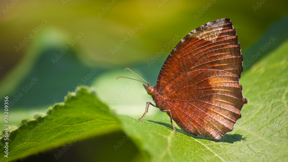 Naklejka premium Butterfly on leaf