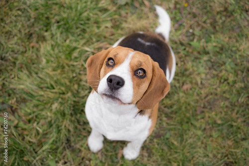 Waiting for reward - Beagle dog