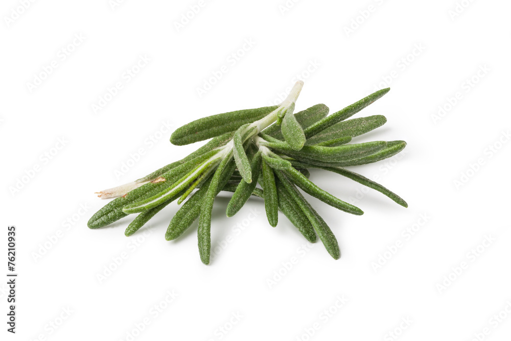 Fresh rosemary herbs isolated on white background Fresh rosemary herbs isolated on white background