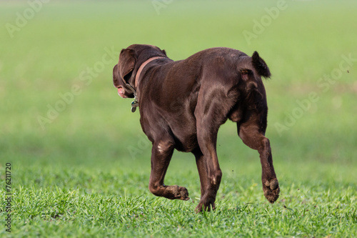 Tableau sur toile Labrador Retriever Rüde läuft davon