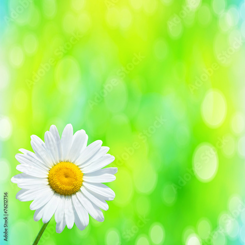 Abstract spring background with chamomile