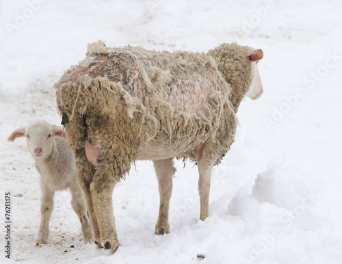 Obraz na plátně Sheep disease