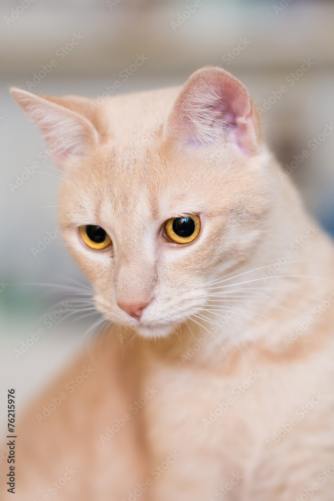 Gatto Gatto