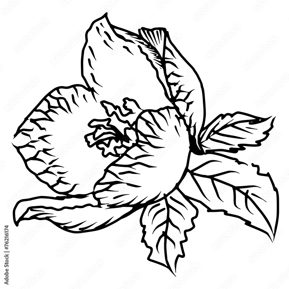 spring flower spring flower
