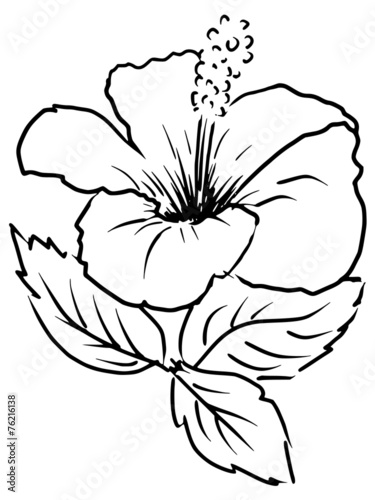 hibiscus