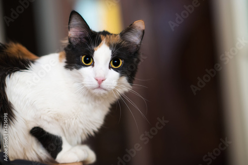 Fototapeta Naklejka Na Ścianę i Meble -  Gatto tricolor