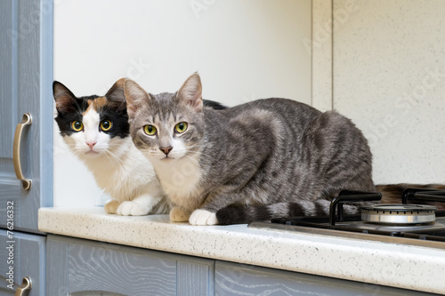 Fototapeta Naklejka Na Ścianę i Meble -  Due gattini accovacciati su ripiano