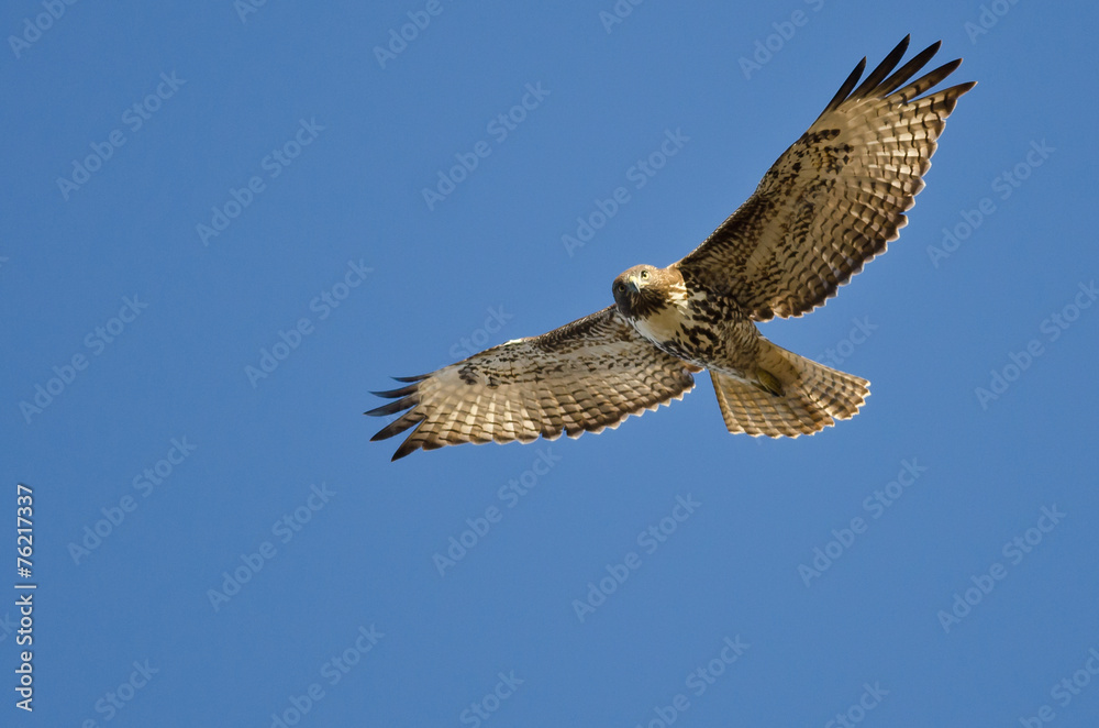 Fototapeta premium Red-Tailed Hawk Making Eye Contact As It Flys