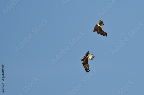 Aerial Combat Between a Northern Harrier and Red-Tailed Hawk