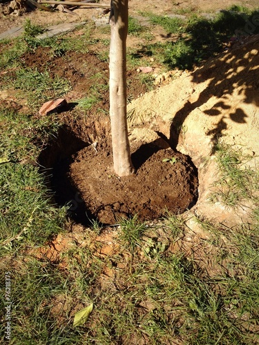 Trasplante de un árbol