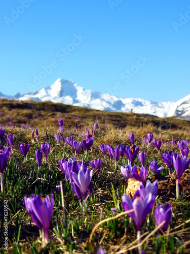 Close-up of croccus vernus with snowy mountains in background