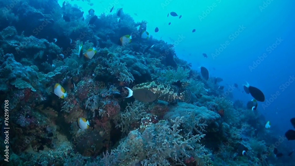 Steep slope of a coral reef Steep slope of a coral reef