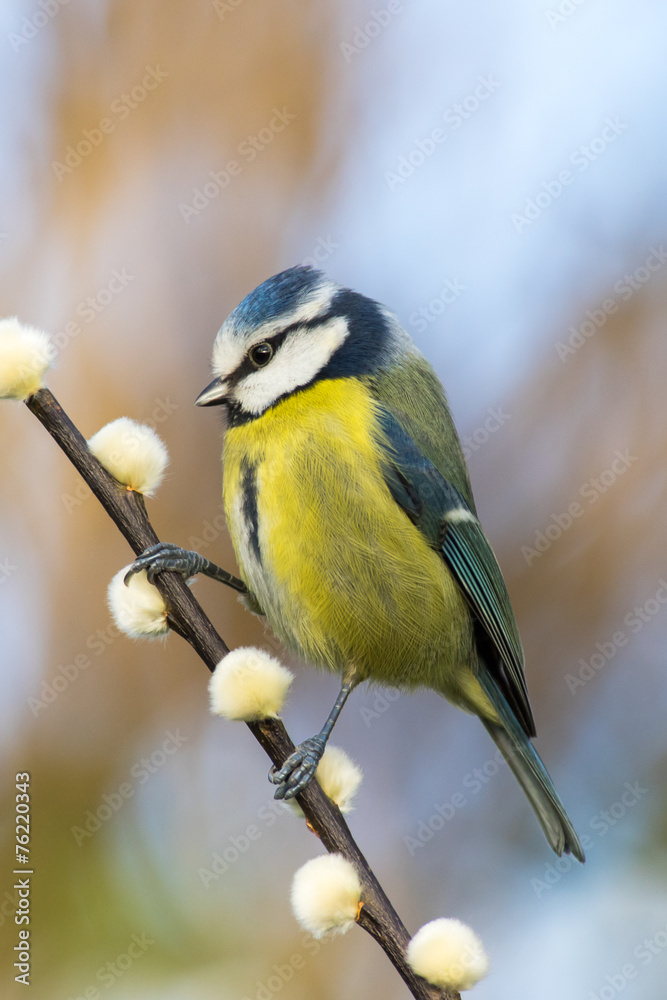 Fototapeta premium Blue Tit (Cyanistes caeruleus)