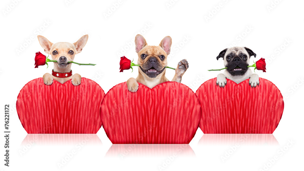valentines dogs - obrazy, fototapety, plakaty 