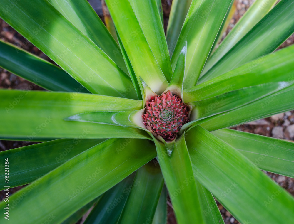 Growing Pineapple in Costa Rica Growing Pineapple in Costa Rica