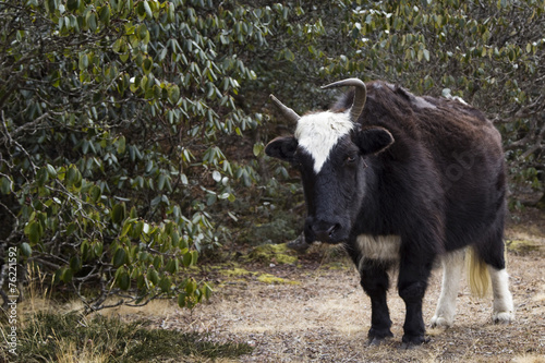 One yak in Nepal Himalayas
