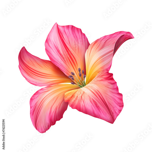 abstract pink flower illustration isolated on white