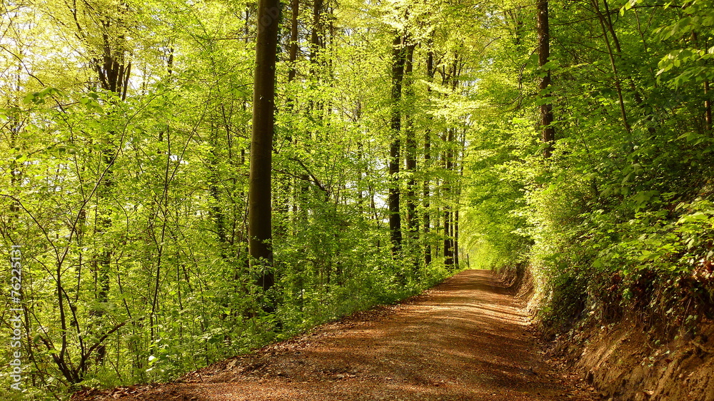 Fototapeta premium Spazierweg durch Buchenwald im Frühling