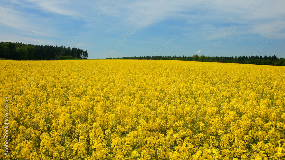 blühendes Rapsfeld im Frühling blühendes Rapsfeld im Frühling